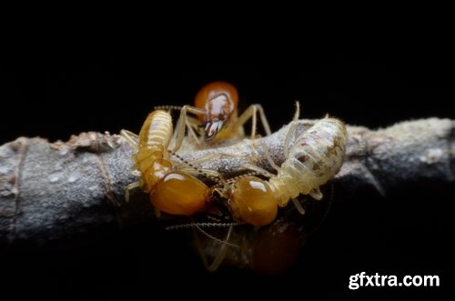 Collection of insect termite mound ant colony 25 HQ Jpeg