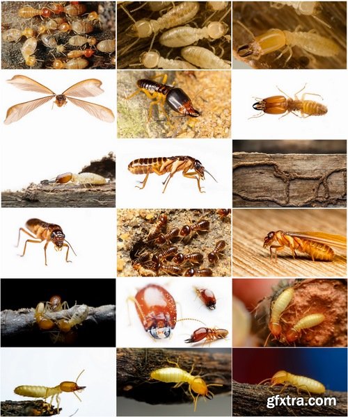 Collection of insect termite mound ant colony 25 HQ Jpeg