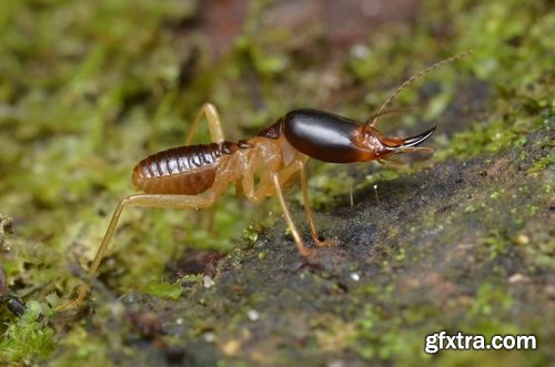 Collection of insect termite mound ant colony 25 HQ Jpeg