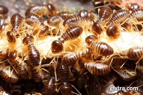 Collection of insect termite mound ant colony 25 HQ Jpeg