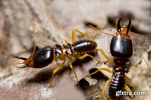 Collection of insect termite mound ant colony 25 HQ Jpeg