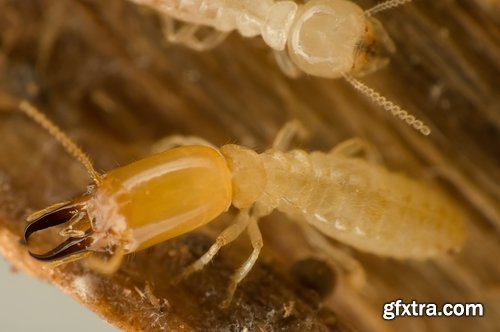 Collection of insect termite mound ant colony 25 HQ Jpeg