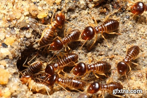 Collection of insect termite mound ant colony 25 HQ Jpeg