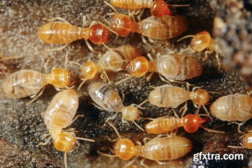 Collection of insect termite mound ant colony 25 HQ Jpeg