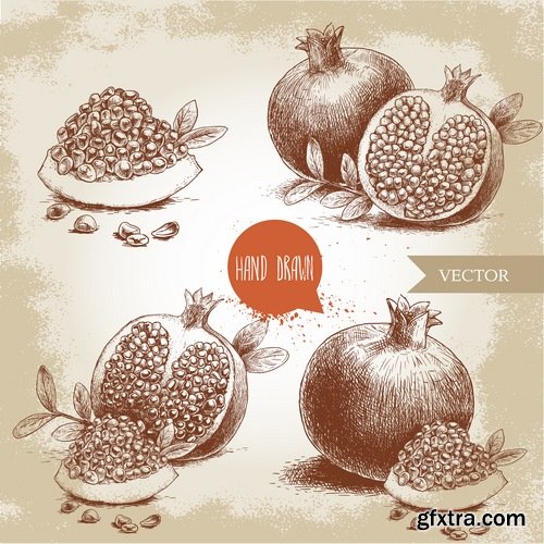 Collection of pomegranate juice garnet red rind seed vector image 25 EPS