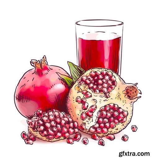 Collection of pomegranate juice garnet red rind seed vector image 25 EPS