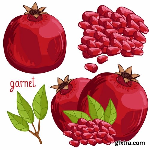 Collection of pomegranate juice garnet red rind seed vector image 25 EPS