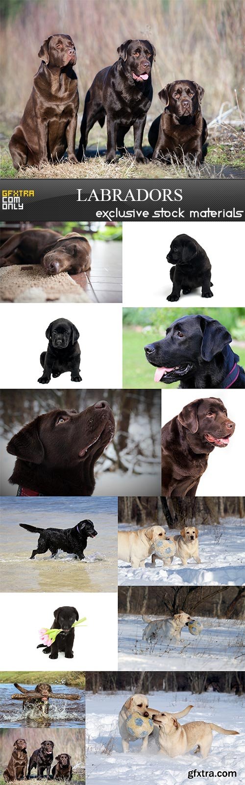 labradors, 13  x  UHQ JPEG