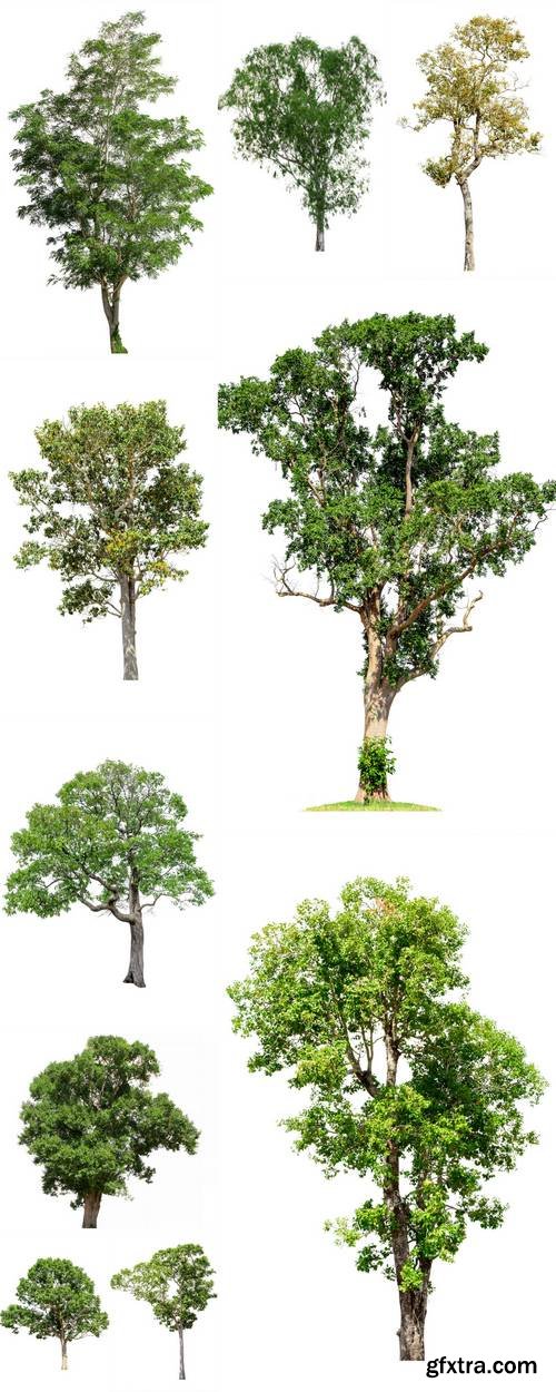 Tree Image, Tree Object, Tree JPG Isolated on white Background