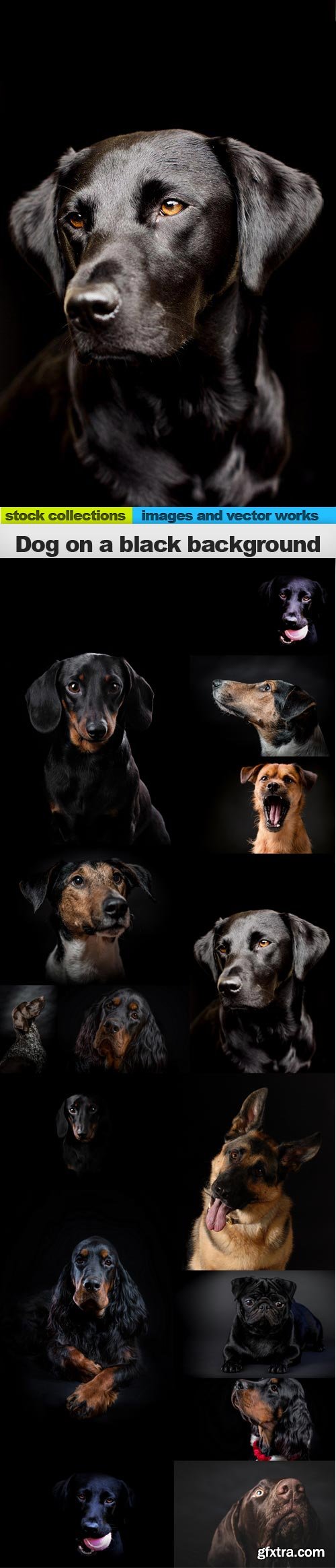 Dog on a black background, 15 x UHQ JPEG