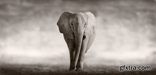 Wild Africa - 25x JPEGs