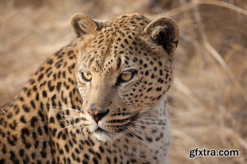 Wild Africa - 25x JPEGs