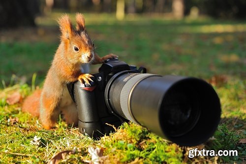 Wildlife Photography Collection photography Photo camera animals nature 25 HQ Jpeg