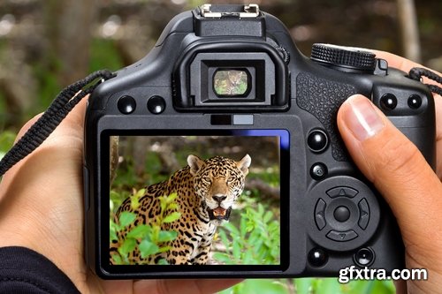 Wildlife Photography Collection photography Photo camera animals nature 25 HQ Jpeg