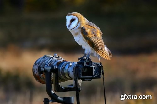 Wildlife Photography Collection photography Photo camera animals nature 25 HQ Jpeg