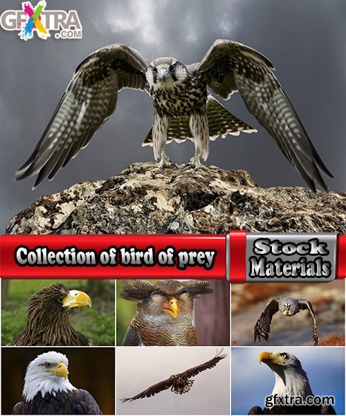 Collection of bird of prey eagle talons vulture\'s beak 25 HQ Jpeg