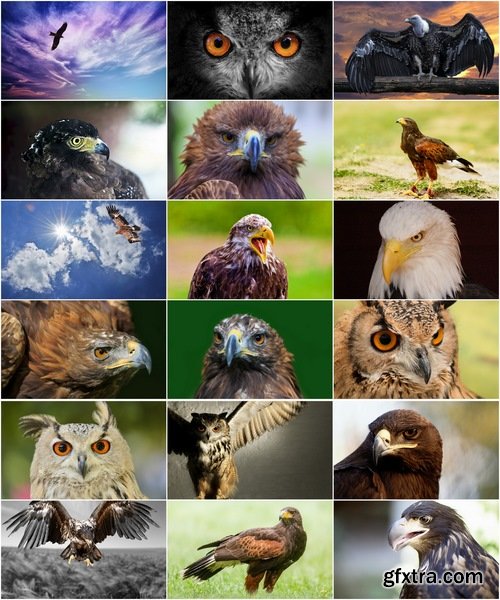 Collection of bird of prey eagle talons vulture\'s beak 25 HQ Jpeg