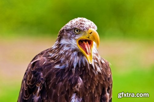 Collection of bird of prey eagle talons vulture\'s beak 25 HQ Jpeg