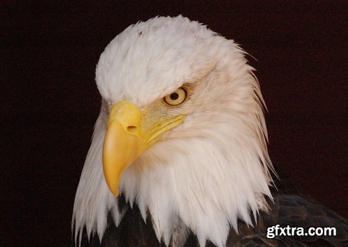 Collection of bird of prey eagle talons vulture\'s beak 25 HQ Jpeg