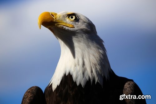 Collection of bird of prey eagle talons vulture\'s beak 25 HQ Jpeg