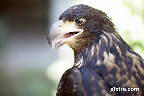 Collection of bird of prey eagle talons vulture\'s beak 25 HQ Jpeg