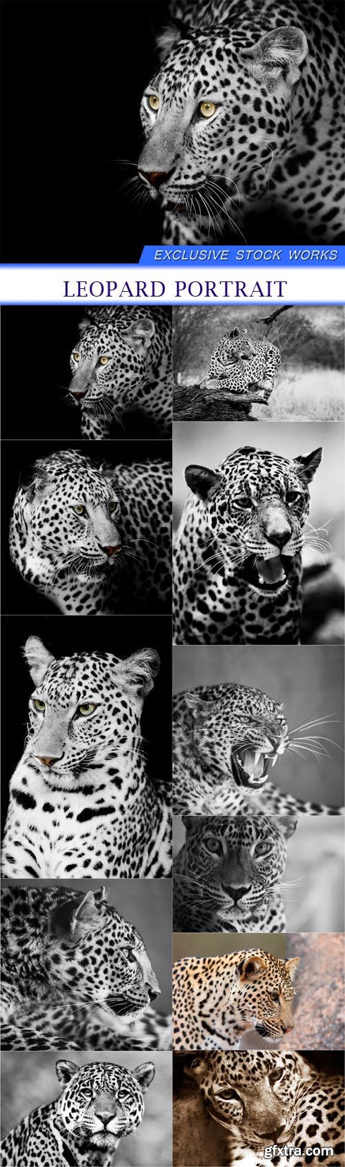 Leopard portrait 11X JPEG