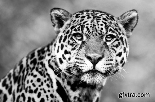 Leopard portrait 11X JPEG