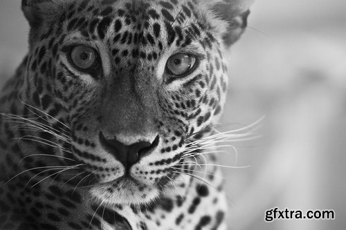 Leopard portrait 11X JPEG