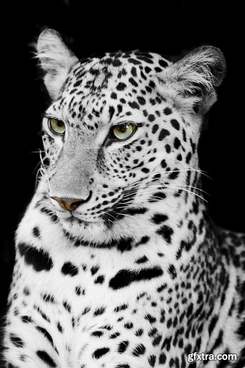 Leopard portrait 11X JPEG