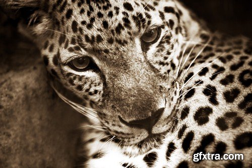 Leopard portrait 11X JPEG