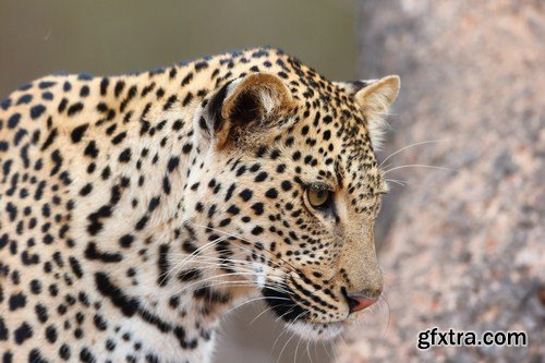 Leopard portrait 11X JPEG