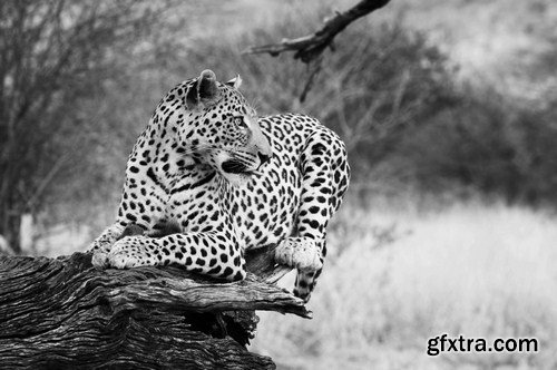 Leopard portrait 11X JPEG