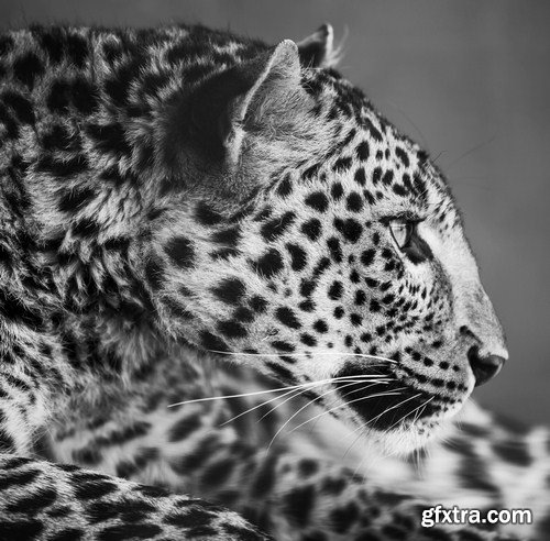 Leopard portrait 11X JPEG