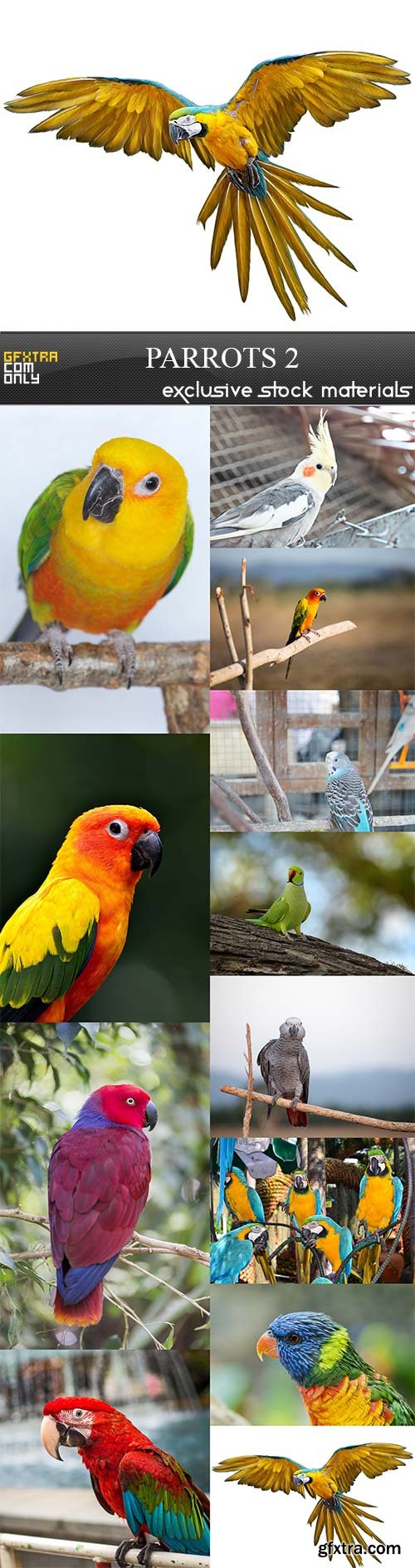 Parrots 2, 12  x  UHQ JPEG