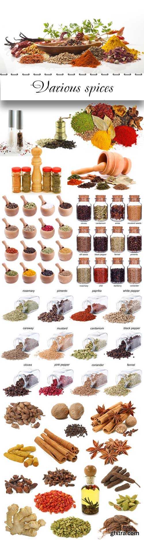 Various spices raster graphics