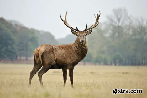 Collection of deer horn animal outdoors wild fauna 25 HQ Jpeg