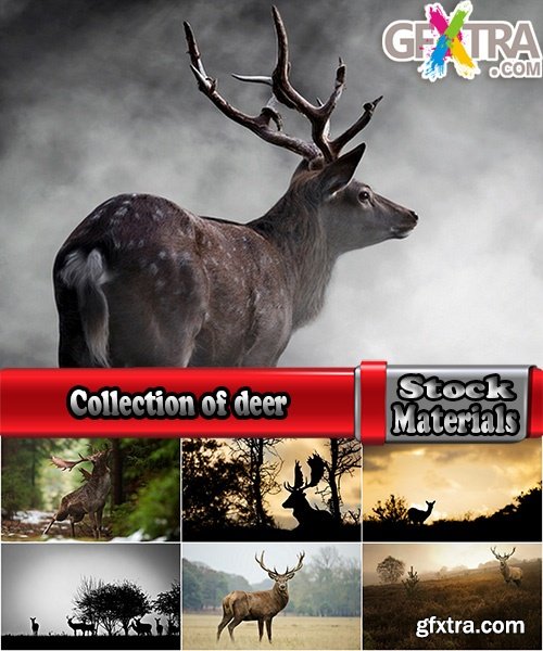 Collection of deer horn animal outdoors wild fauna 25 HQ Jpeg