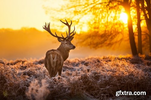 Collection of deer horn animal outdoors wild fauna 25 HQ Jpeg