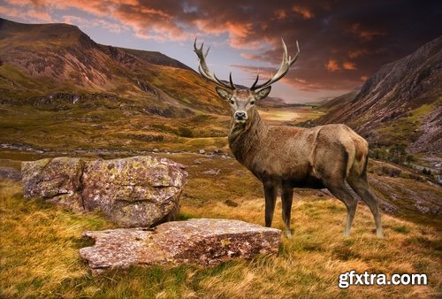 Collection of deer horn animal outdoors wild fauna 25 HQ Jpeg