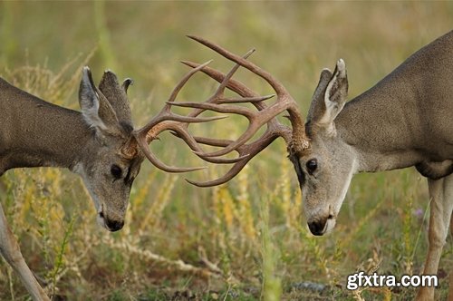 Collection of deer horn animal outdoors wild fauna 25 HQ Jpeg