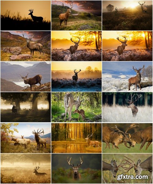 Collection of deer horn animal outdoors wild fauna 25 HQ Jpeg