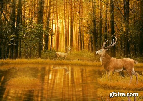 Collection of deer horn animal outdoors wild fauna 25 HQ Jpeg