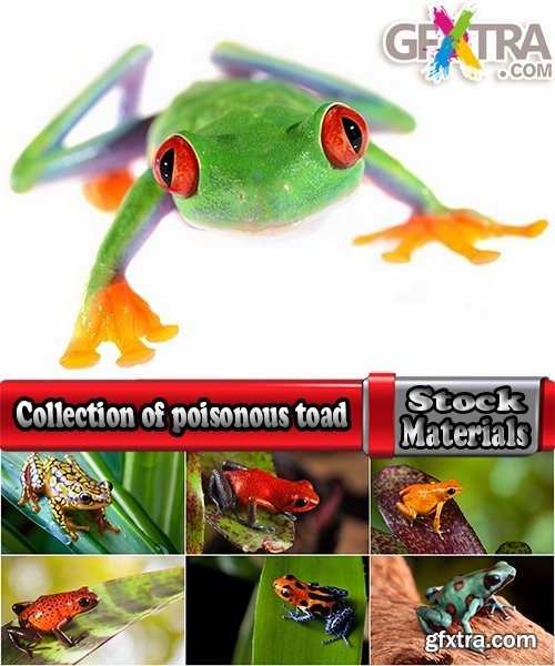 Collection of poisonous toad frog color colorful amphibian skin 25 HQ Jpeg