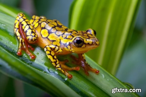 Collection of poisonous toad frog color colorful amphibian skin 25 HQ Jpeg