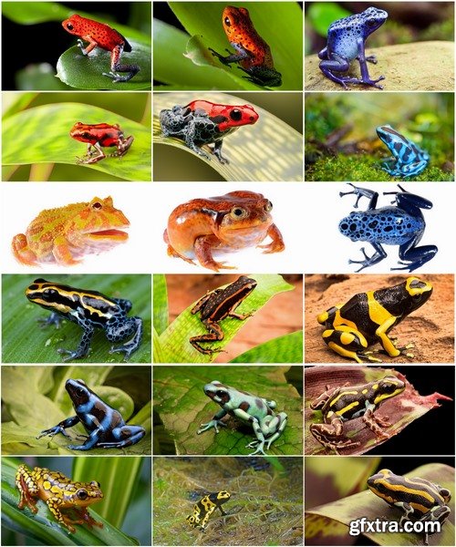 Collection of poisonous toad frog color colorful amphibian skin 25 HQ Jpeg