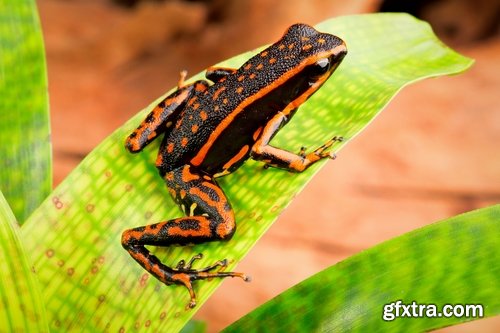 Collection of poisonous toad frog color colorful amphibian skin 25 HQ Jpeg