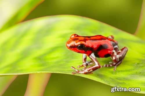 Collection of poisonous toad frog color colorful amphibian skin 25 HQ Jpeg