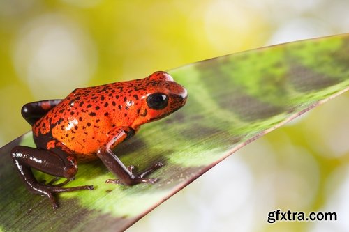 Collection of poisonous toad frog color colorful amphibian skin 25 HQ Jpeg