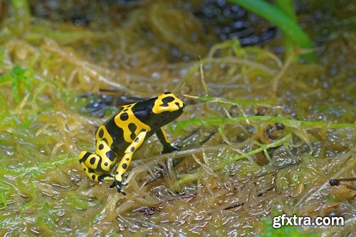 Collection of poisonous toad frog color colorful amphibian skin 25 HQ Jpeg