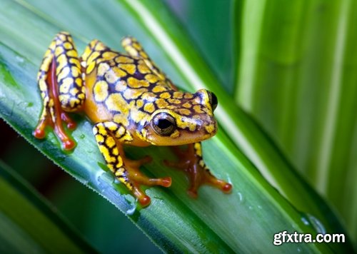 Collection of poisonous toad frog color colorful amphibian skin 25 HQ Jpeg